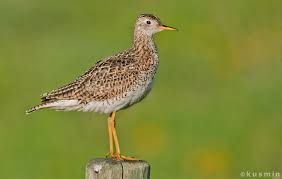 Image result for Bartramia longicauda