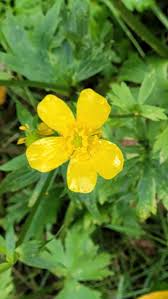 Attēlu rezultāti vaicājumam “Ranunculus repens flower”