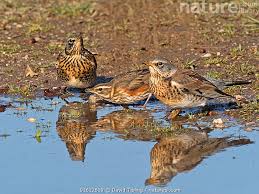 Image result for Turdus pilaris