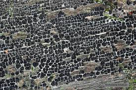 Attēlu rezultāti vaicājumam “Xylobolus frustulatus”