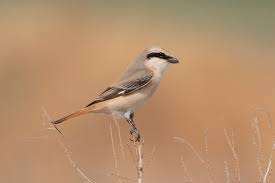 Image result for Lanius isabellinus