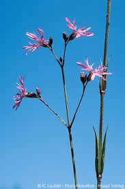 Image result for Lychnis flos-cuculi