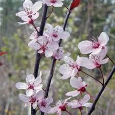 Attēlu rezultāti vaicājumam “Prunus cerasifera var. divaricata flower”