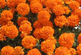 Image result for Tagetes patula