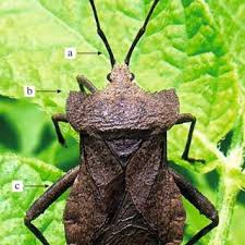 Attēlu rezultāti vaicājumam “Psallus sp. imago”