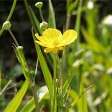 Attēlu rezultāti vaicājumam “Ranunculus lingua bud”