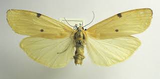 Attēlu rezultāti vaicājumam “Lithosia quadra female”