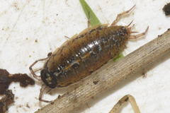 Attēlu rezultāti vaicājumam “Ligidium hypnorum”