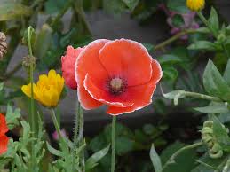 Attēlu rezultāti vaicājumam “Papaveraceae”