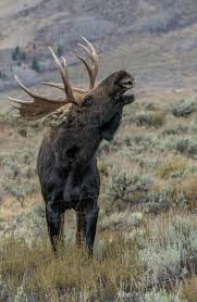 Attēlu rezultāti vaicājumam “Alces alces”