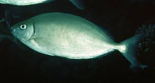 Image result for Siganus rivulatus