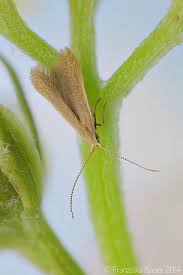 Attēlu rezultāti vaicājumam “Coleophoridae”