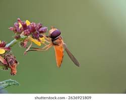 Attēlu rezultāti vaicājumam “Episyrphus balteatus”