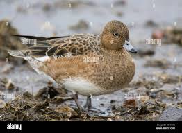 Attēlu rezultāti vaicājumam “Anas penelope”