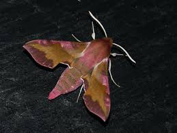 Attēlu rezultāti vaicājumam “Deilephila porcellus”