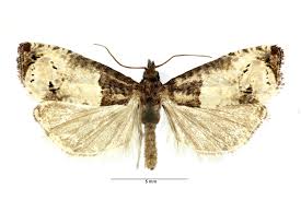 Attēlu rezultāti vaicājumam “Notocelia roborana”