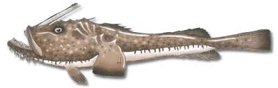 Image result for Lophius americanus