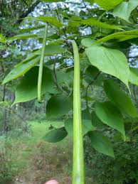 Attēlu rezultāti vaicājumam “Catalpa ovata fruit”