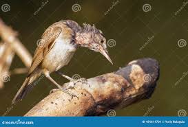 Attēlu rezultāti vaicājumam “Acrocephalus arundinaceus adult”