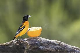 Image result for Icterus galbula