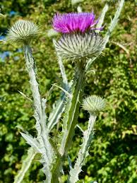 Image result for Onopordum acanthium