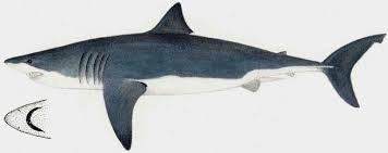 Image result for Carcharodon carcharias