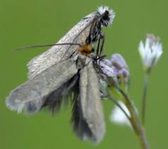 Attēlu rezultāti vaicājumam “Adelidae”