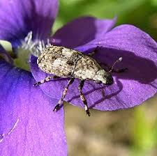 Attēlu rezultāti vaicājumam “Anthribus nebulosus”