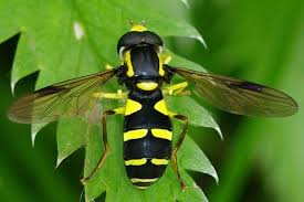 Attēlu rezultāti vaicājumam “Xanthogramma sp.”