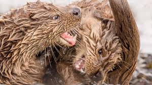 Image result for Eltham Otters