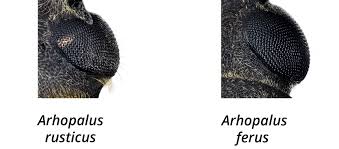 Attēlu rezultāti vaicājumam “Criocephalus rusticus”