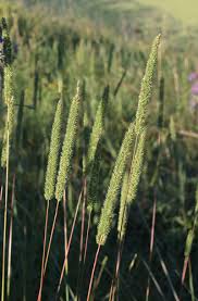 Attēlu rezultāti vaicājumam “Phleum phleoides”