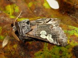 Attēlu rezultāti vaicājumam “Diloba caeruleocephala”