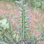 Attēlu rezultāti vaicājumam “Cirsium palustre fruit”