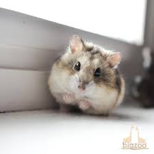 Image result for хомек