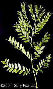 Attēlu rezultāti vaicājumam “Gleditsia triacanthos leaf”