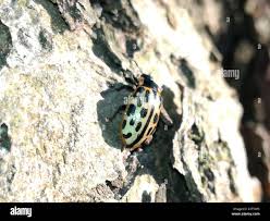 Attēlu rezultāti vaicājumam “Chrysomela vigintipunctata”