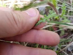 Attēlu rezultāti vaicājumam “Senecio vernalis leaf”