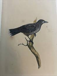 Image result for Nucifraga caryocatactes