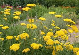 Image result for Achillea millefolium