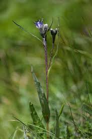 Attēlu rezultāti vaicājumam “Saussurea esthonica flower”