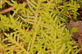 Attēlu rezultāti vaicājumam “Pseudoscleropodium purum”