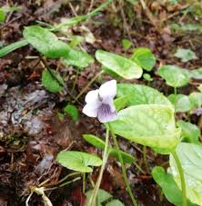Attēlu rezultāti vaicājumam “Viola palustris flower”