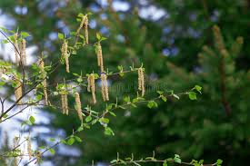 Attēlu rezultāti vaicājumam “Betula pubescens flower”