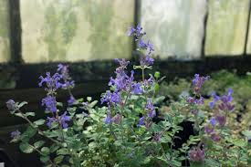 Attēlu rezultāti vaicājumam “Nepeta x faassenii flower”