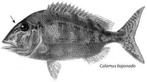 Image result for Calamus bajonado