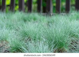 Attēlu rezultāti vaicājumam “Festuca pratensis”