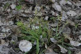 Attēlu rezultāti vaicājumam “Luzula pilosa”