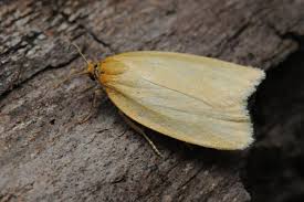 Attēlu rezultāti vaicājumam “Aphelia paleana”