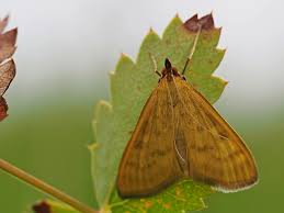 Attēlu rezultāti vaicājumam “Mecyna flavalis”
